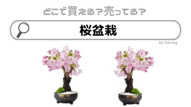 桜盆栽はどこで売ってる？どこで買える？売っているのはココ！