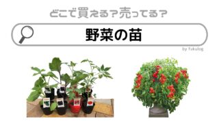 野菜の苗はどこで買う？どこで売ってる？ホームセンター？販売店まとめ