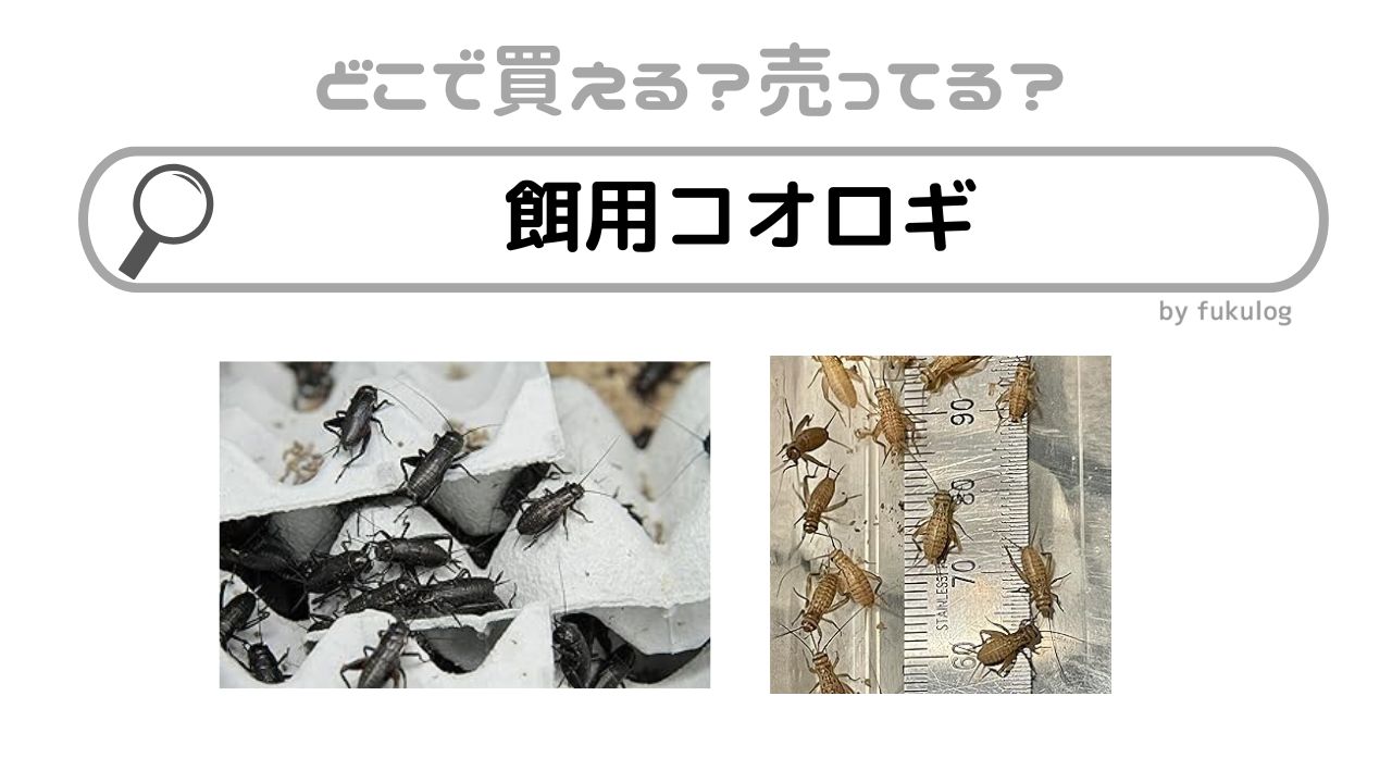 餌用コオロギの販売店は？ホームセンターで売ってる？販売店まとめ