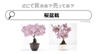 桜盆栽はどこで売ってる？ホームセンター？買えるのはココ！
