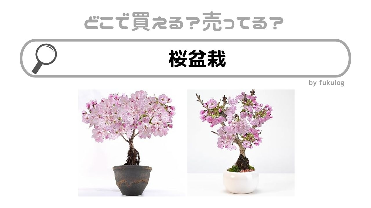 桜盆栽はどこで売ってる？ホームセンター？買えるのはココ！